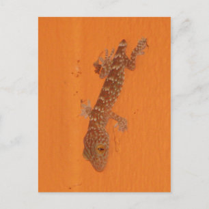 Baby TOK Gecko Vykort