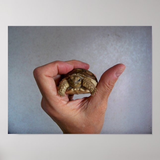 Baby Tortoise Poster (Framsidan)