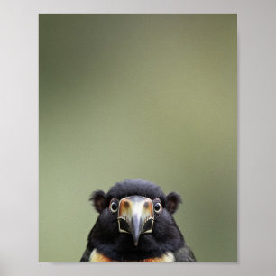 Baby Toucan Porträtt – Söt Nursery Djur Vägg Ar Poster