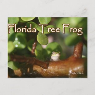 Baby Träd Frog i Bonsai-anläggningen med text Vykort