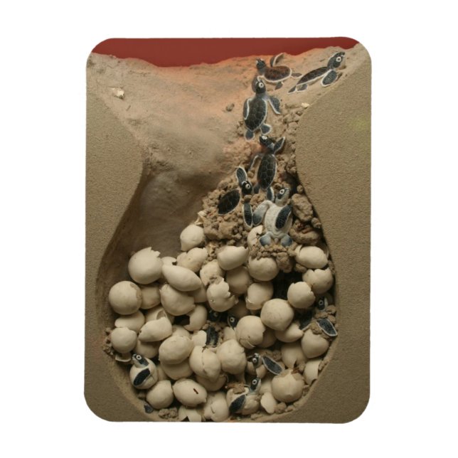 Baby Turtle Eggs Hatching Magnet (Vertikal)