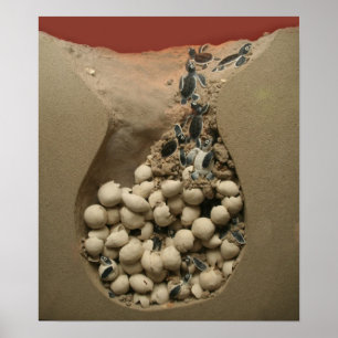 Baby Turtle Eggs Hatching Poster