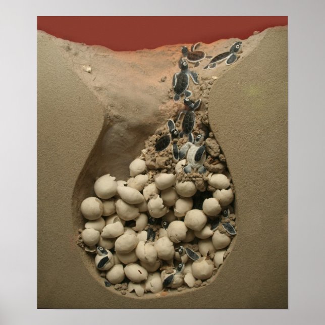 Baby Turtle Eggs Hatching Poster (Framsidan)