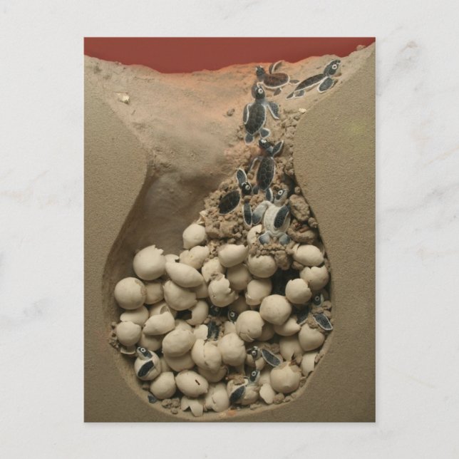 Baby Turtle Eggs Hatching Vykort (Framsida)