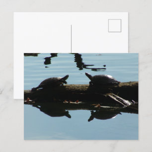 Baby Turtle Friends vycard Vykort