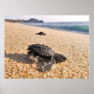 Baby Turtle Poster