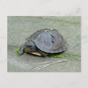 Baby Turtle-vykort Vykort