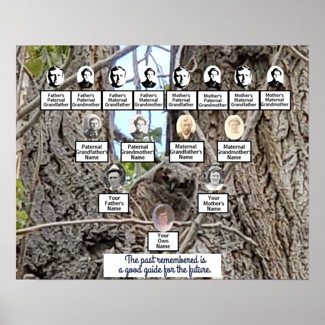 Baby Uggla i en Träd-fotofamilj i Träd Poster (Framsidan)