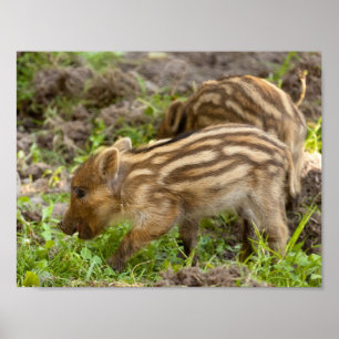 Baby Vild Boar Poster