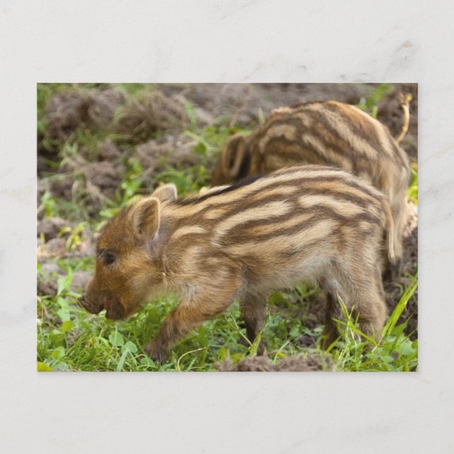 Baby Vild Boar Vykort (Framsida)