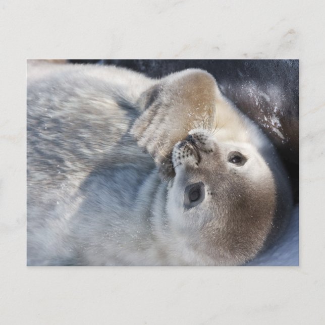 Baby Vykort (Framsida)