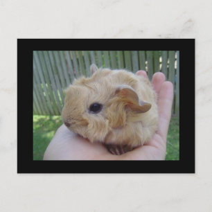 baby vykort