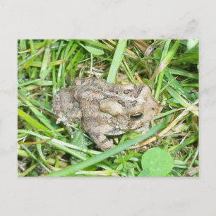 Baby-vykort Vykort