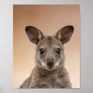 Baby Wallaby Porträtt – Söt Nursery Djur Vägg A Poster