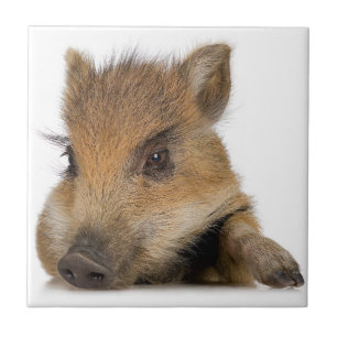 Baby Warthog Kakelplatta