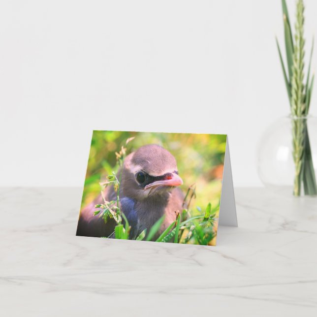 Baby Waxwing Bird Animal Nature Note Card Tack Kort (Framsida)
