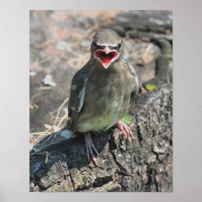 Baby Waxwing Bird Animal Poster (Framsidan)