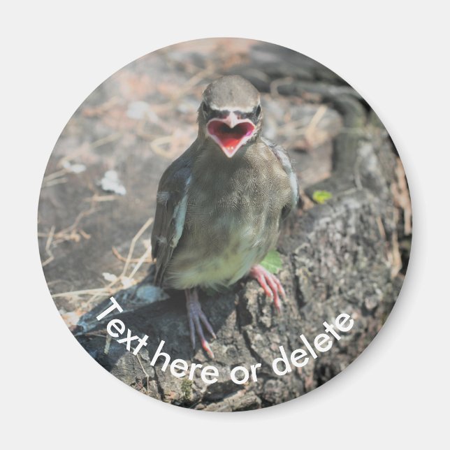 Baby Waxwing Bird Nature Personlig Magnet (Framsidan)