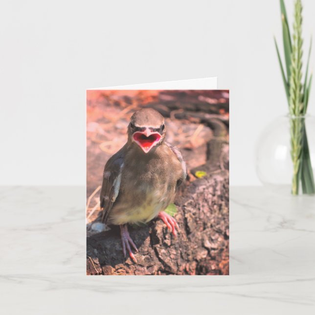 Baby Waxwing Bird Nature Wildlife Note Card Tack Kort (Framsida)