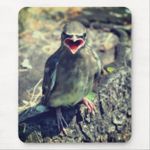 Baby Waxwing Fledgling Bird Nature Musmatta