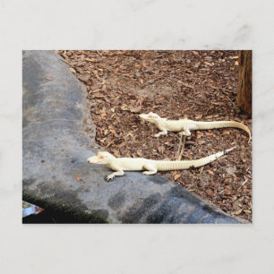Baby White Albino Krokodiler Vykort