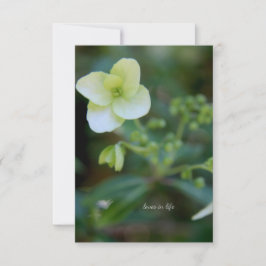 Baby White Flower Anteckningskort