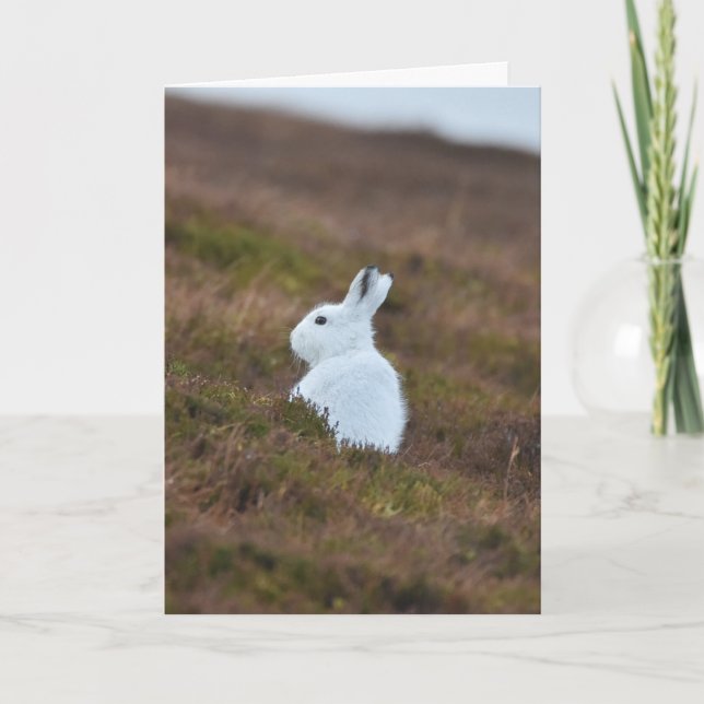 Baby White Hare Kort (Framsida)