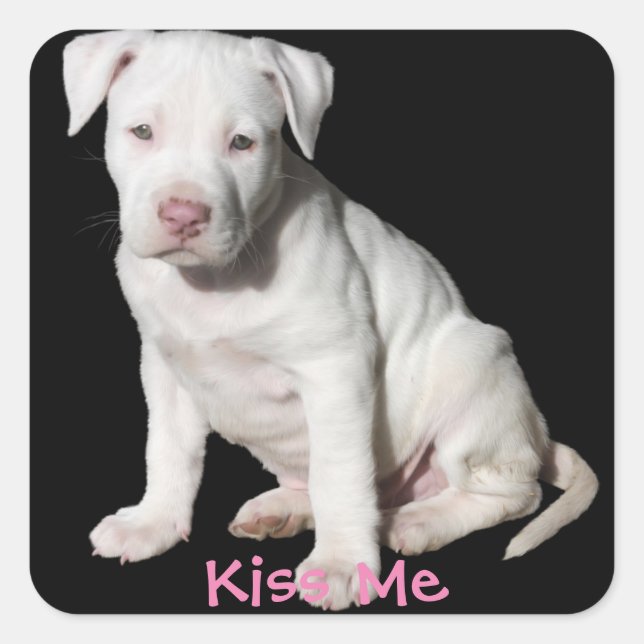 Baby White Pitbull Puppy Fyrkantigt Klistermärke (Framsida)