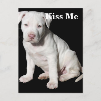 Baby White Pitbull Puppy Vykort