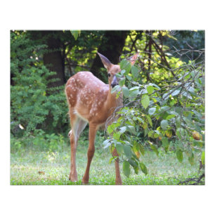 Baby White Tails Hjort Fawn Fototryck