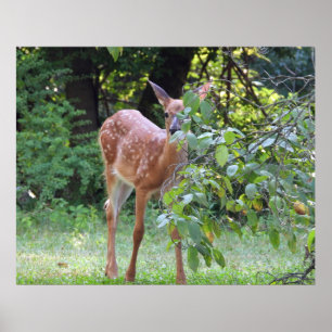 Baby White Tails Hjort Fawn Poster