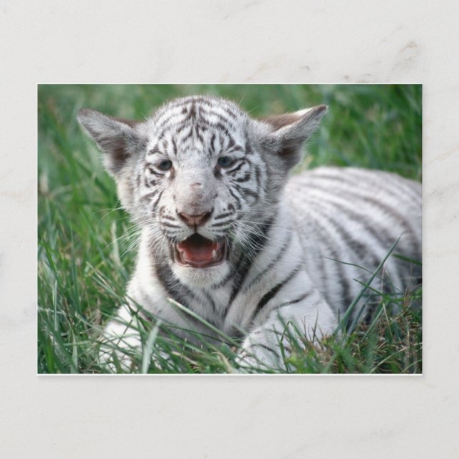 Baby White Tiger Vykort (Framsida)