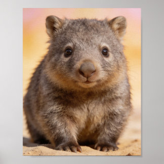 Baby Wombat Porträtt Barnkammare Väggkonst