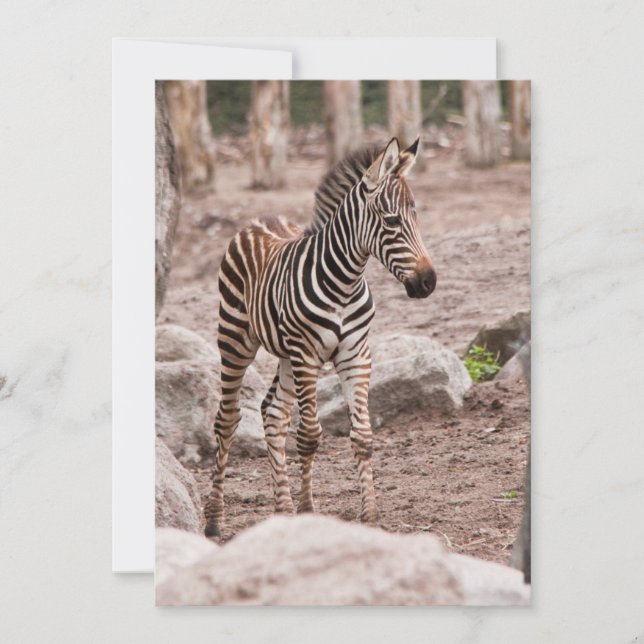 Baby zebra (Framsida)