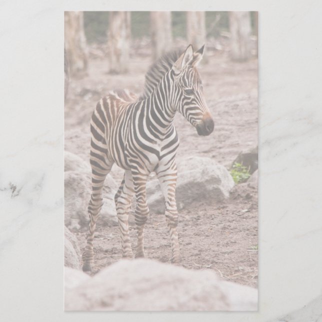 Baby zebra brevpapper (Framsida)