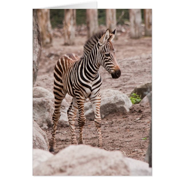 Baby zebra hälsningskort (Framsidan)