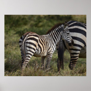 Baby Zebra i Afrikan Poster