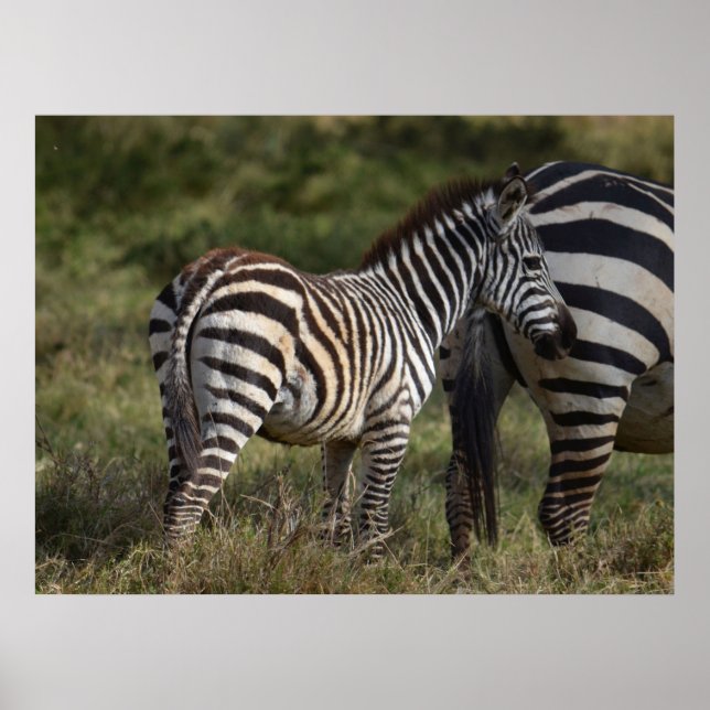 Baby Zebra i Afrikan Poster (Framsidan)