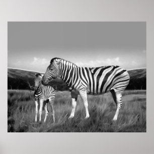 Baby Zebra och mamma Poster