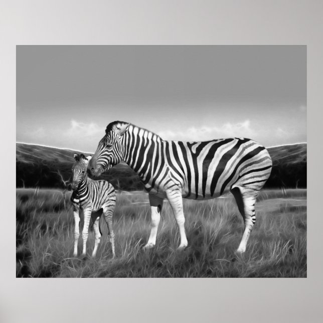 Baby Zebra och mamma Poster (Framsidan)