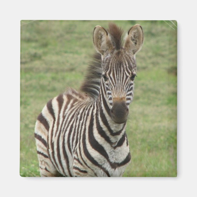 Baby Zebra Square Magnet (Framsidan)