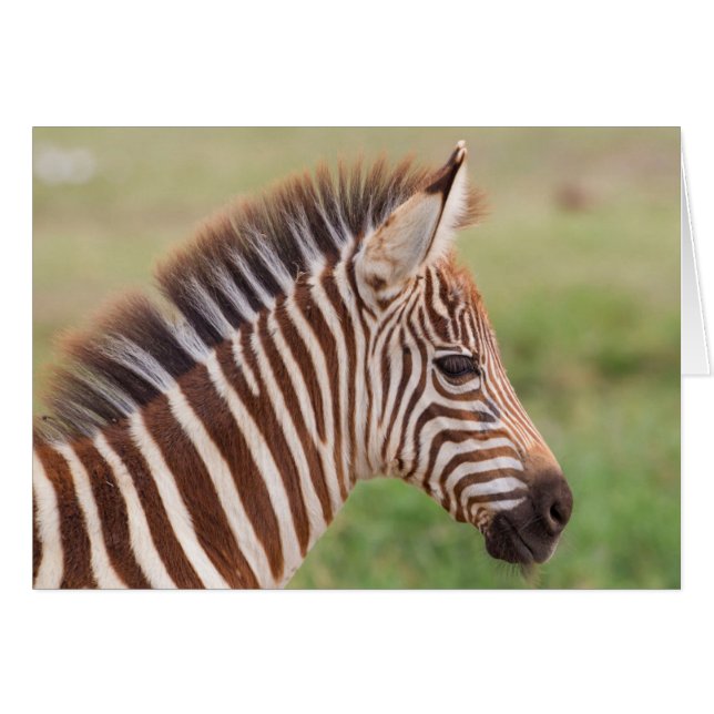Baby zebra, Tanzania Hälsningskort (Framsidan Horizontal)