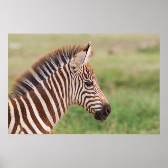 Baby zebra, Tanzania Poster (Framsidan)