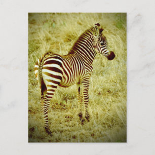 Baby Zebra Vykort
