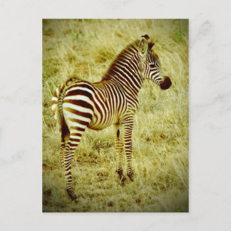 Baby Zebra Vykort