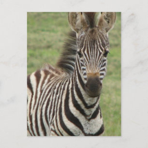 Baby Zebra-vykort Vykort