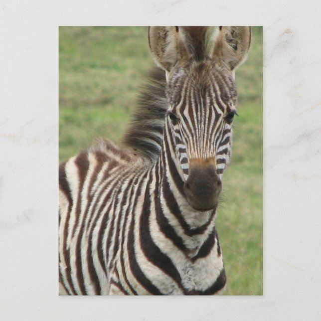 Baby Zebra-vykort Vykort (Framsida)