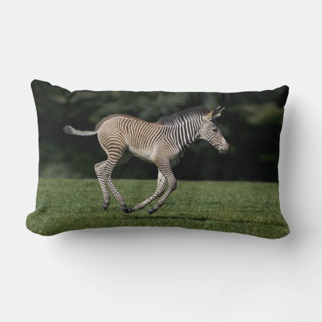 Baby Zebrakudde Lumbarkudde (Framsida)