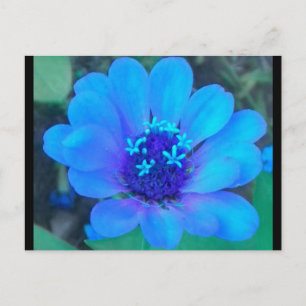Baby Zinnia i blått vykort