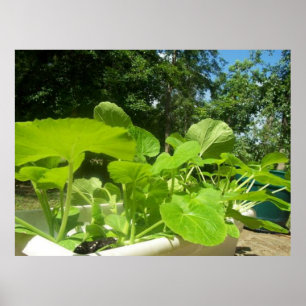 Baby zucchini-plantor i den främre porerträdgården poster